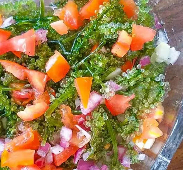 ATL GLOBAL - 100%  Organic Dehydrated Sea Grapes Or Lato Seagrapes