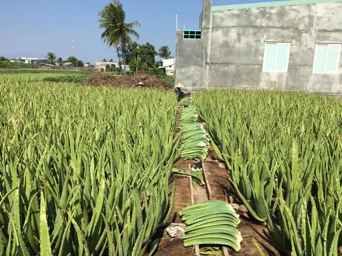 Новый Урожай 100% натурального высококачественного алоэ вера