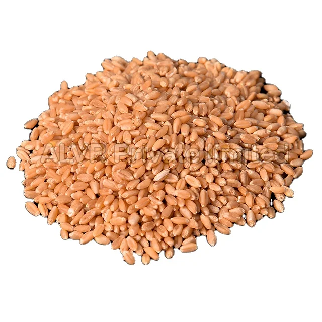 Premium Quality of Indian wheat with rich taste WHEAT GRADE-B healthy and delicious whole sale with the reasonable Prices