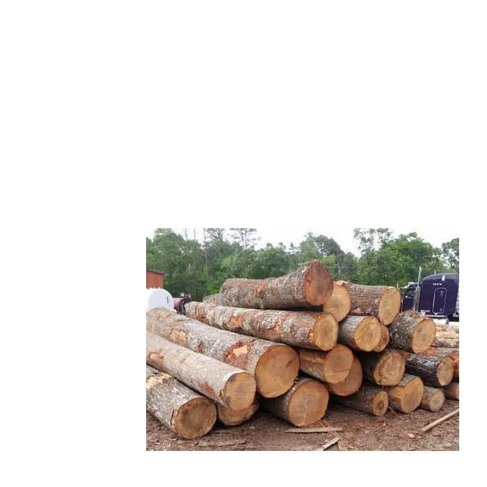 Sawn Timber logs/Beech Logs For Sale In Europe At Low cost.