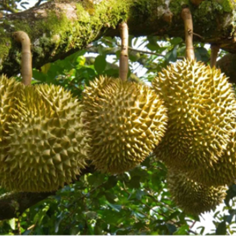 Свежий дуриан с высоким качеством и хорошей ценой из Вьетнама (порт хошиминь)
