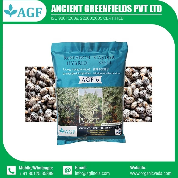 Castor Oil Seed Bulk Manufacture Supplier India