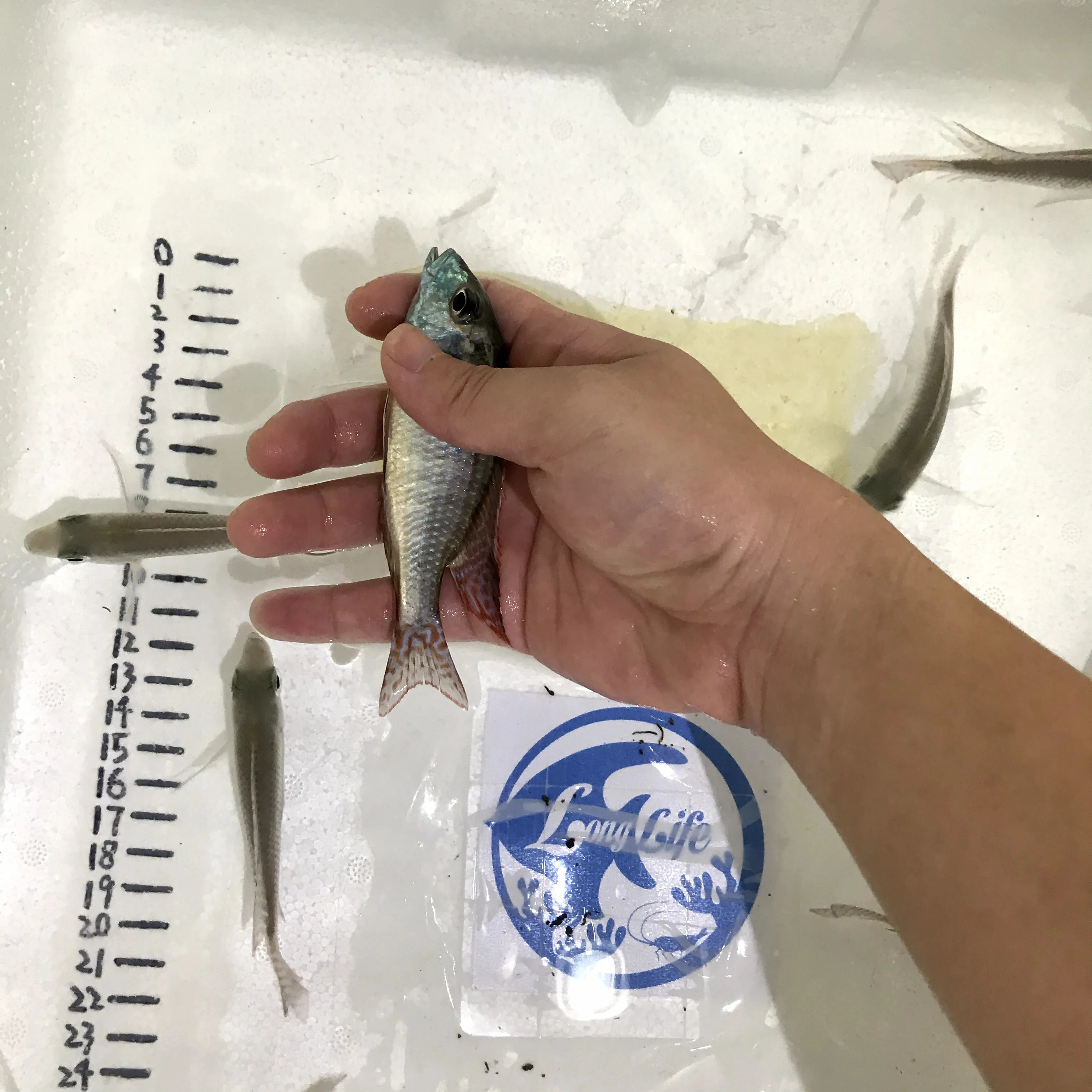 
Farm bred Lethrinops albus Kande Island African Malawi Cichlids For sale 