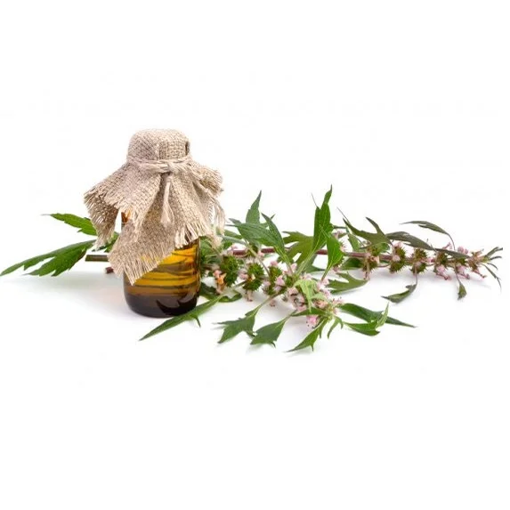 Motherwort herb from Russia In folk and official medicine motherwort is widely and actively used