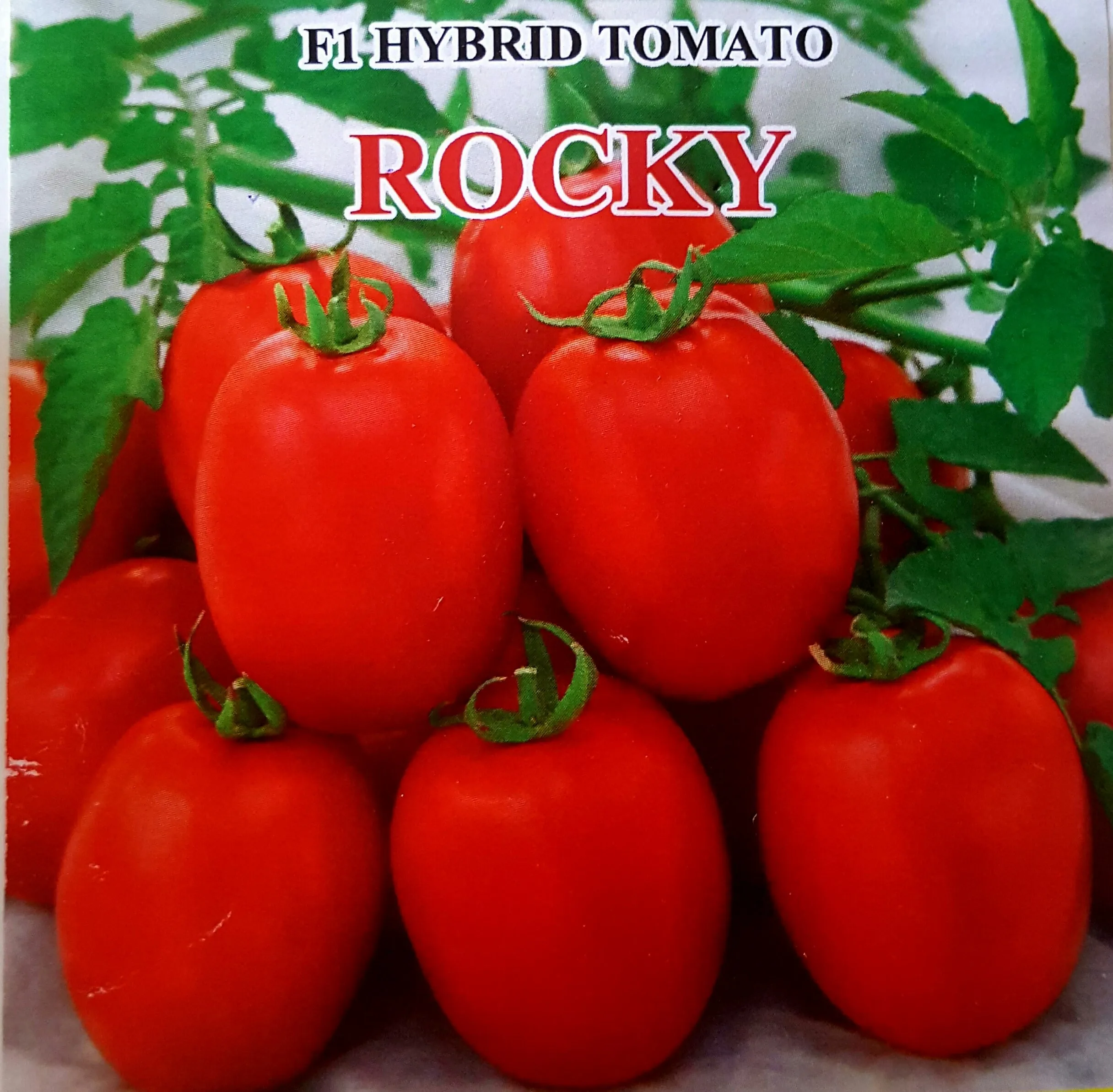 
Tomato Hybrid Rocky F1 Seeds 