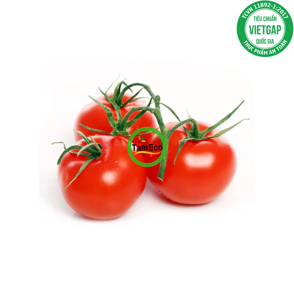 Vietnam All Season Vegetable Fruits TamEco Fresh Vegetables Fresh Round Oval Red Roma Tomatoes Carton Box