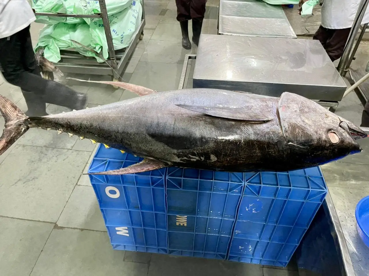 Замороженный желтый плавник тунца, круглая и обжаренная