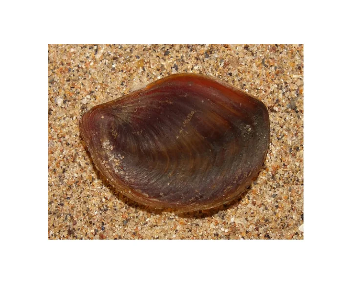 Морская раковина мурекс-оперкулум по лучшей цене из Вьетнама дешевле