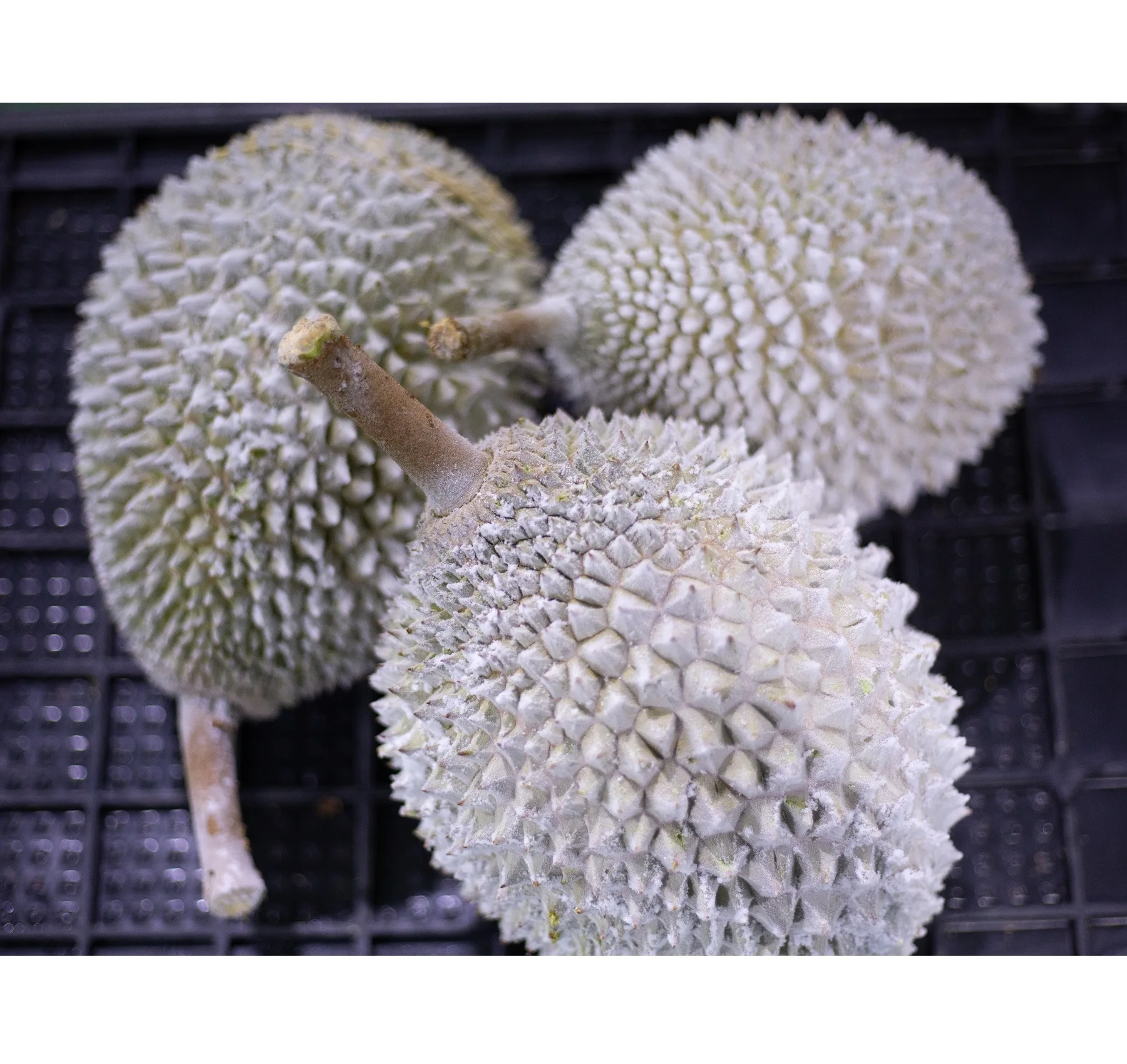 
Premium Grade Musang King A D197 Frozen Durian with Shell from Malaysia Top Durian Fruit Supplier 