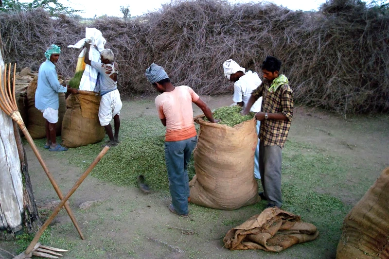 henna farm 19