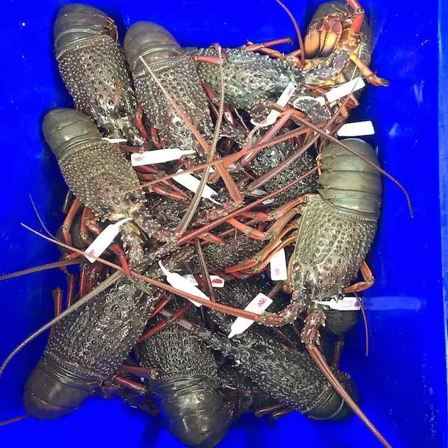 lobster from Indonesia with Japanese and American export standards Frozen Bamboo Lobster