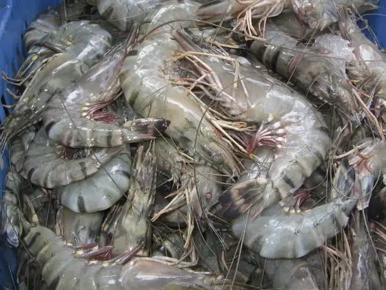  Оптовая продажа креветки анимированные вкусные замороженные морепродукты