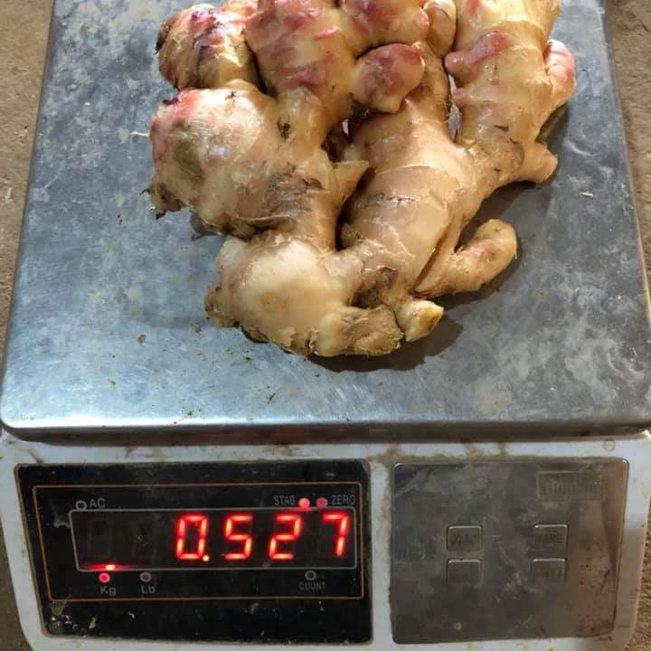 FRESH GINGER for export / +84984418844 Whatsapp