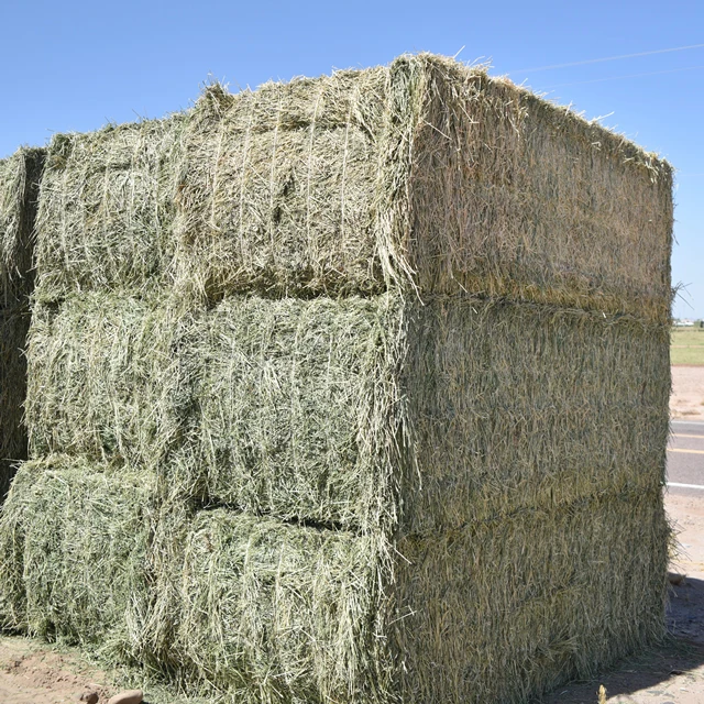 Wholesale Best Quality alfalfa hay cattle feed For Sale In Cheap Price