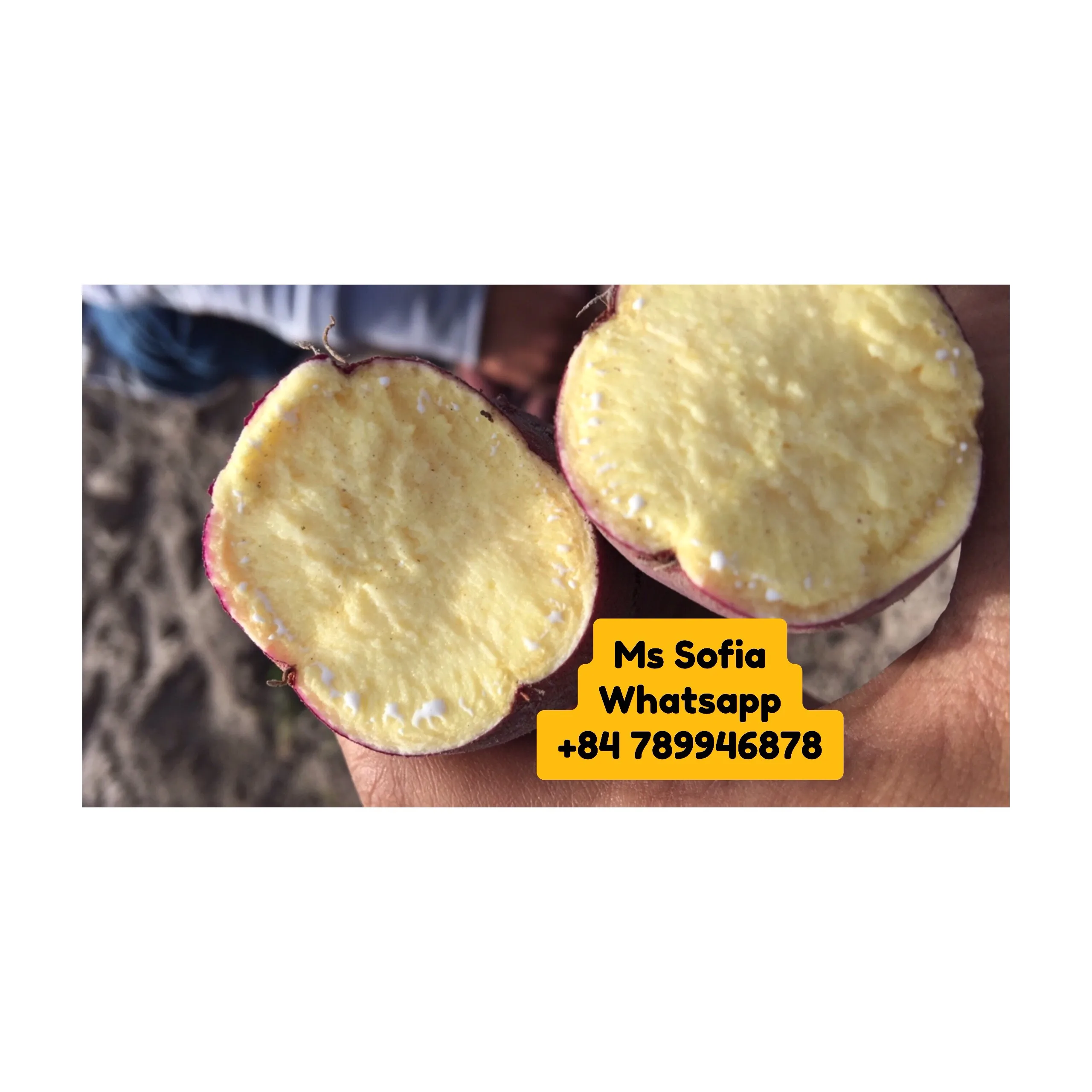  Лидер продаж экспорт японского сладкого картофеля из Вьетнама оптовая продажа всего 1 доллар США/Ms Sofia + 84 789946878