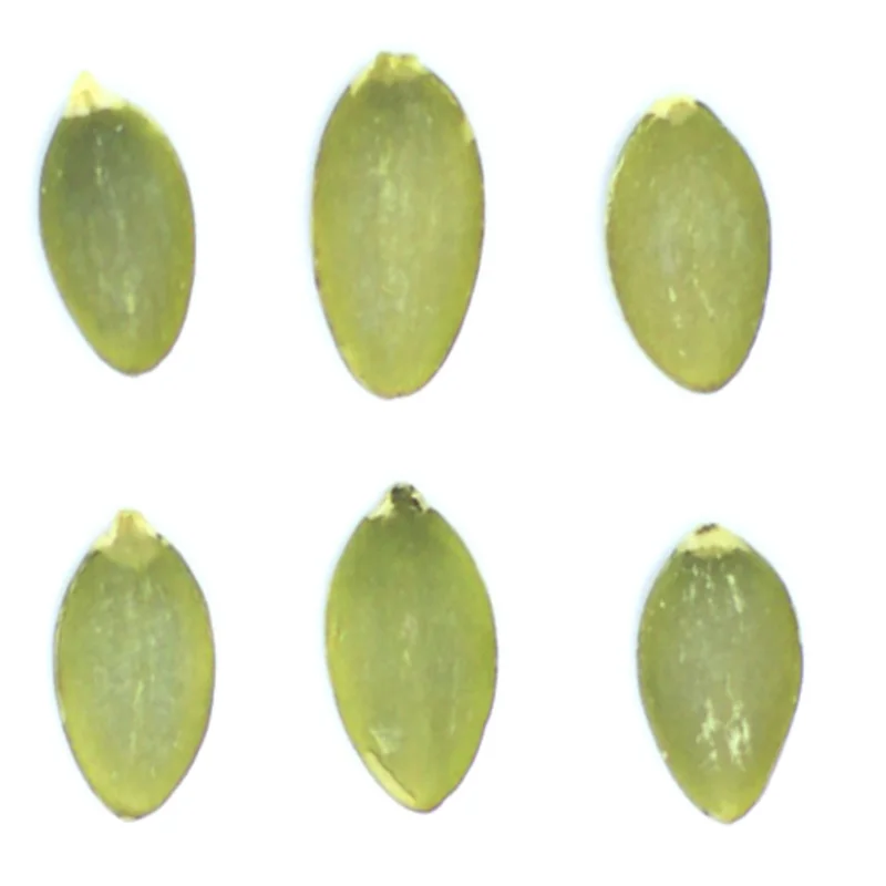 wholesale cheap pumpkin seeds new crop pumpkin seeds 2021