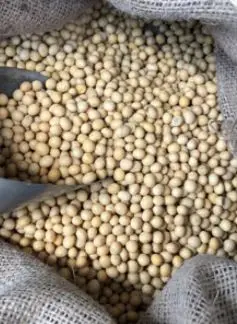 Fresh SOYBEAN High Quality Ready to Ship