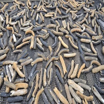 Price of Dried Sea Cucumbers, Different Sizes, Prompt Delivery by Air