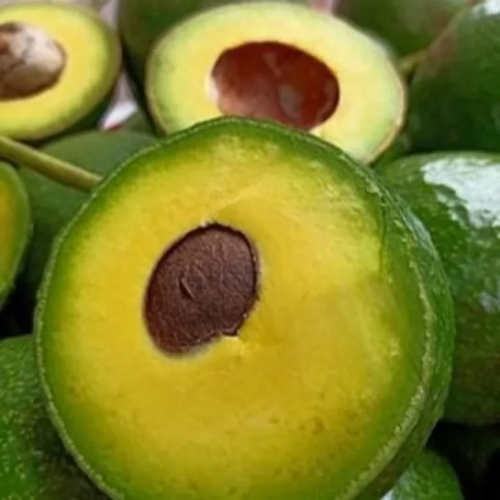  Свежий авокадо из Вьетнама для экспорта по конкурентоспособной цене высококачественный