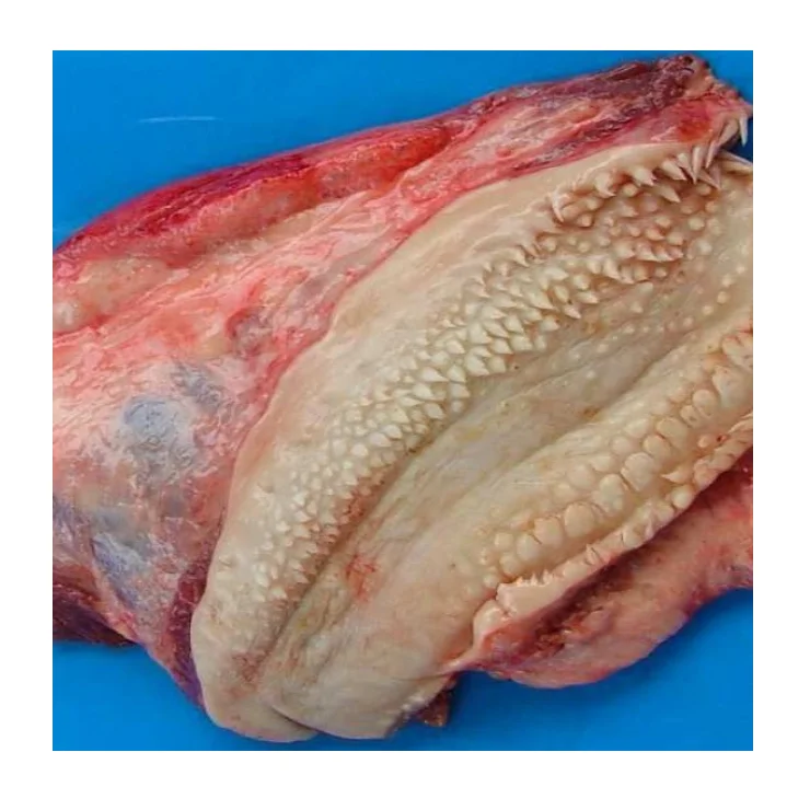 Cheapest Price Frozen Fresh Beef Lips , Frozen Beef Meat Available Here For selling in Bulk