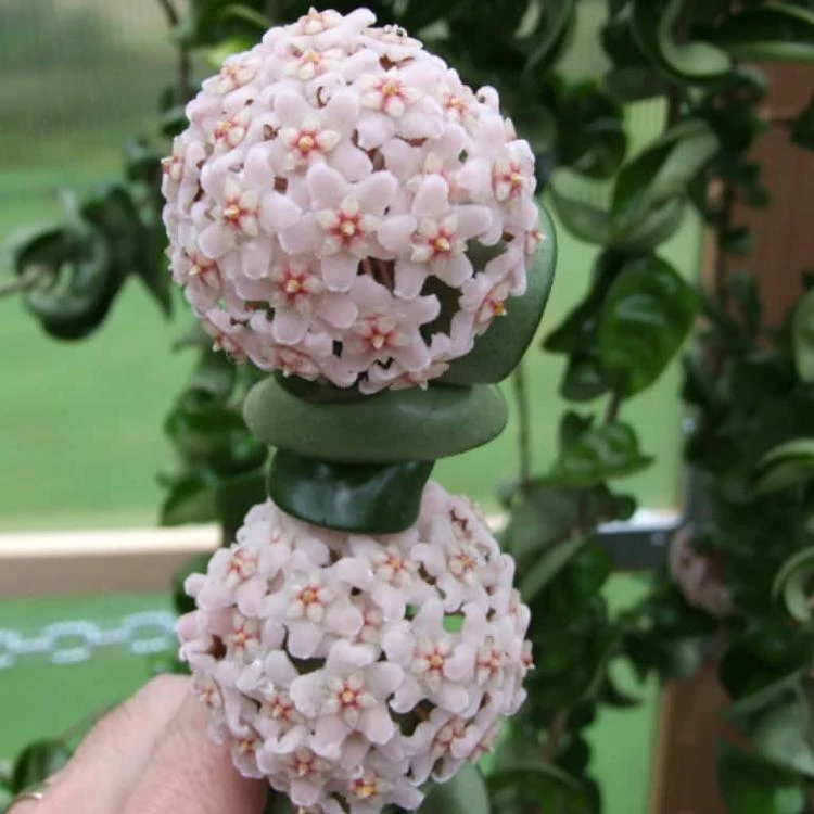 
Hoya compacta 