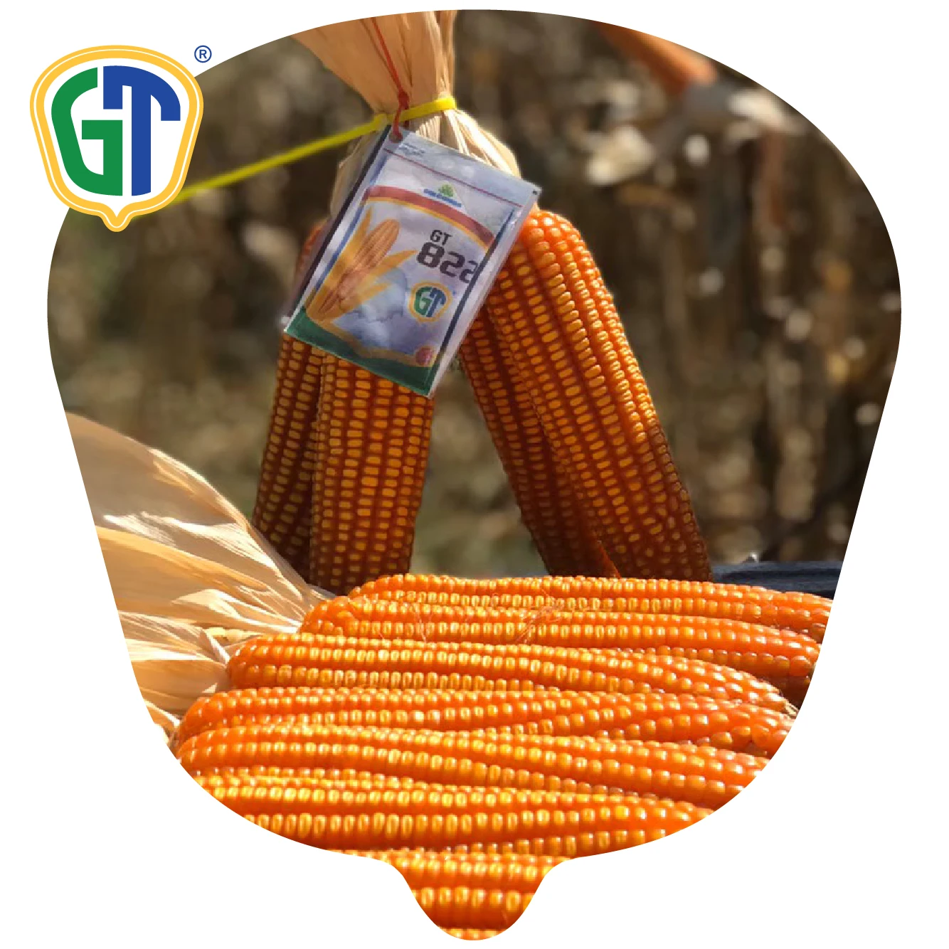 GT822 Thailand  Hybrid Corn Seeds F1 With High Quality
