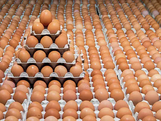 eggs (7).jpg