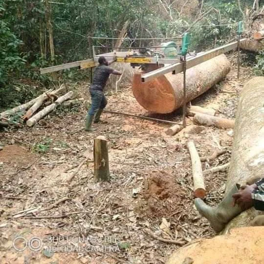 All types of timber wood, logs such as Padouk ,Azobe ,Tali,Pachyloba,Mahogany,Sapelli,Dossier,Okan,Limbali,Fracker,Ovenkhole,Eko