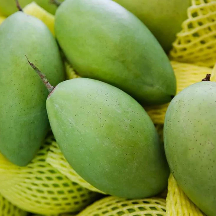 Свежий манго (KAEW манго) гарантированно сладкий и свежий/посажен на юге Вьетнама