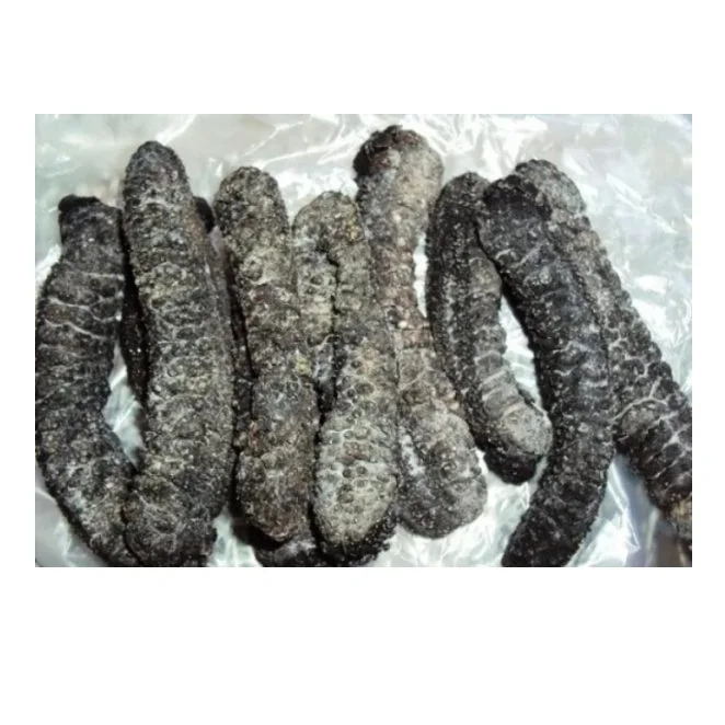 WHOLESALES DRIED SEA CUCUMBER HIGH QUALITY WHITE TEAT FISH CHEAP PRICE ELEPHAN TRUNKFISH FROM VIETNAM