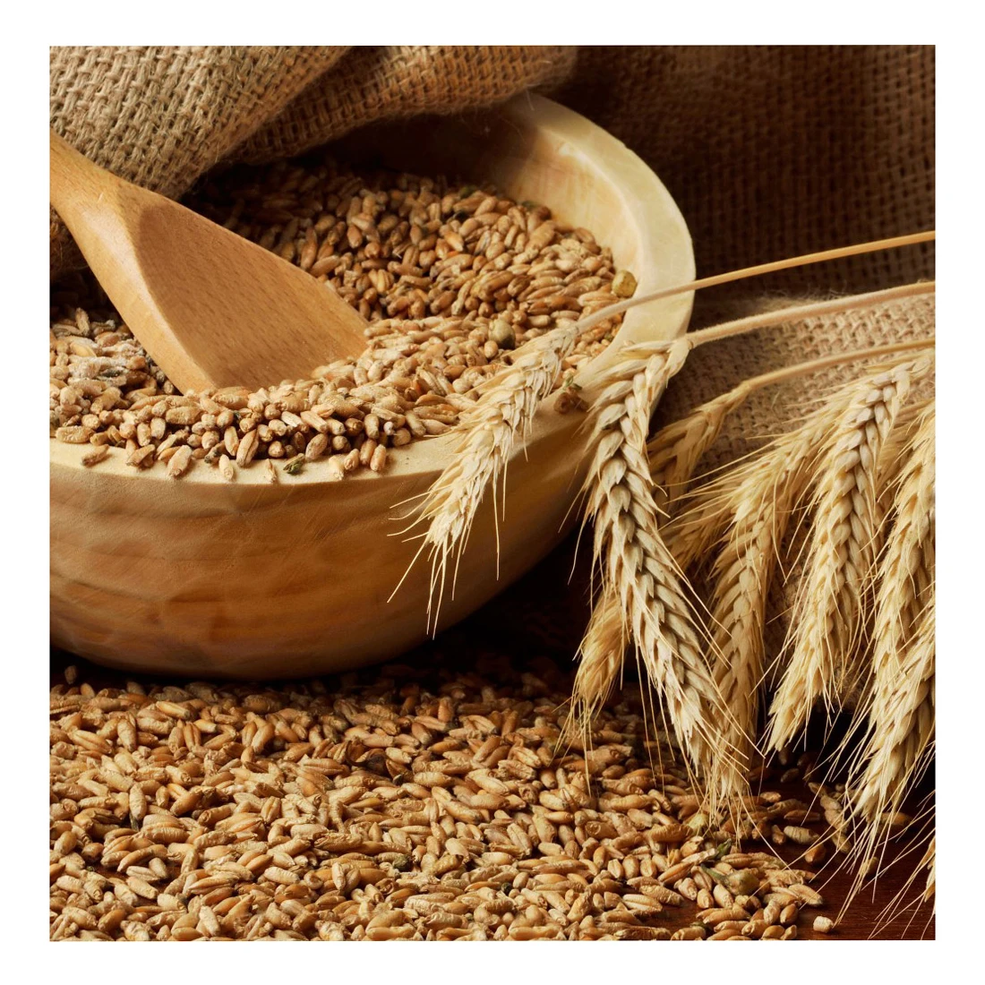 PREMIUM QUALITY Wheat Grain in Bulk / Hight Quality Wheat, Whole