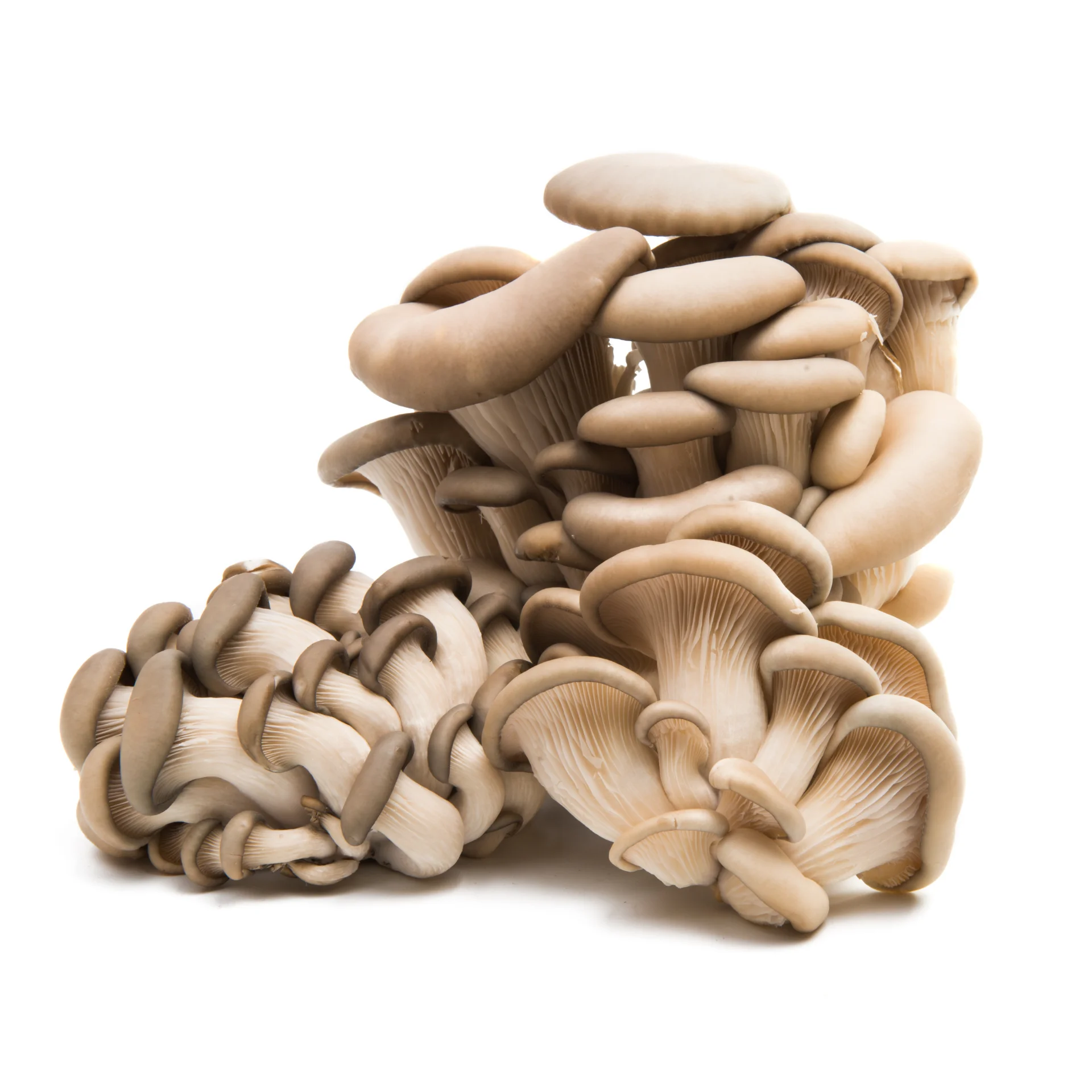 Oyester грибы нижнее белье высокого качества