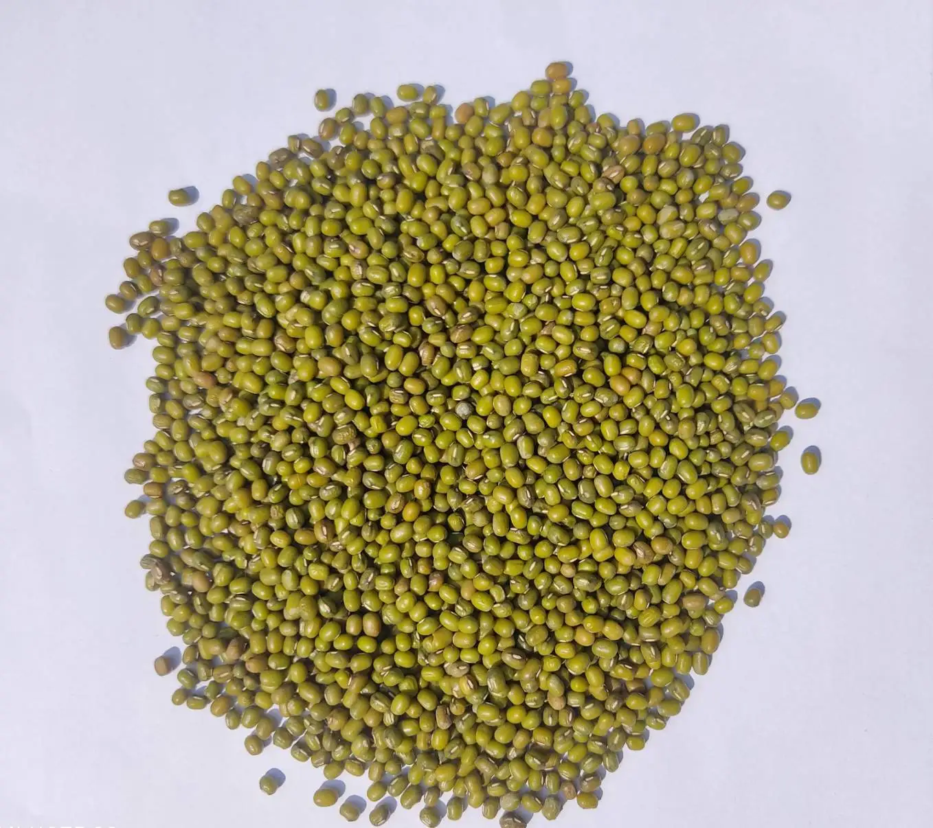 
High Quality New Crop Thailand Green Mung Beans with FORM E for export to China Whatsapp +66992694444 