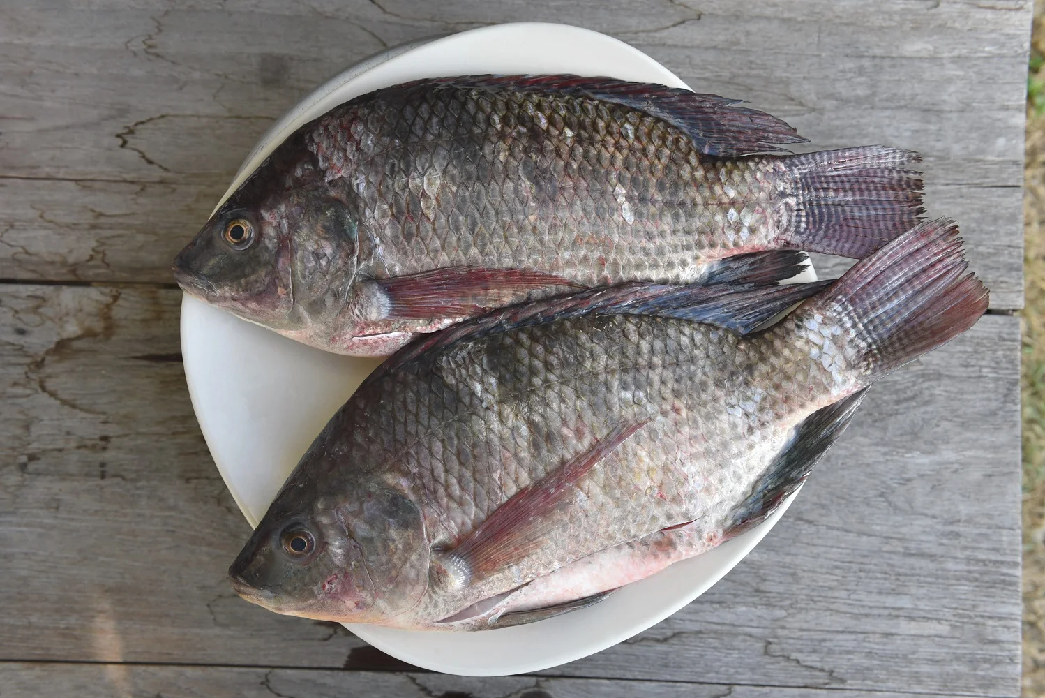 BLACK TILAPIA WHOLE.jpg