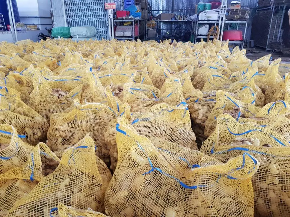 2020 NEW FRESH GINGER FROM VIETNAM