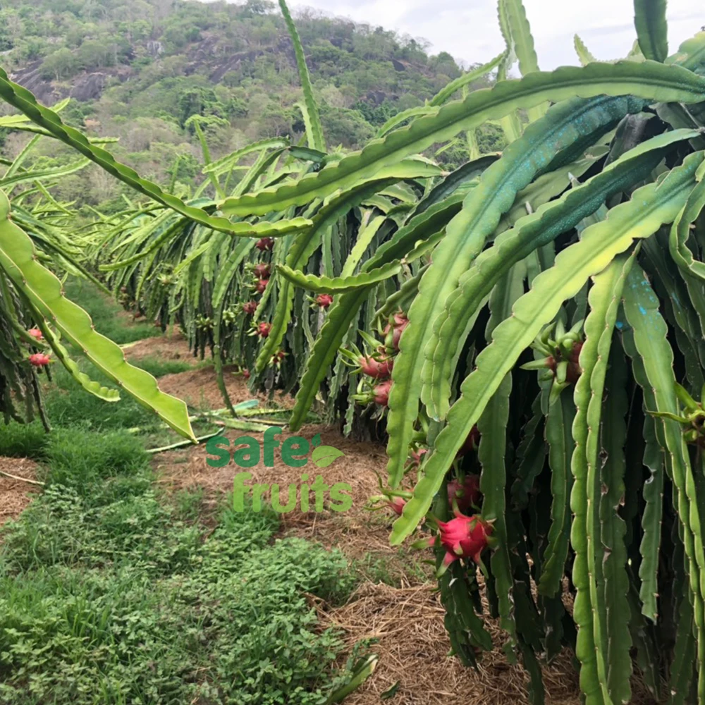 
Wholesale fresh Dragon Fruit with High quality from Vietnam 