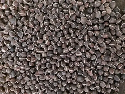 Wingless Moringa / Oleifera Seeds or Health benefits from India Agri Farm