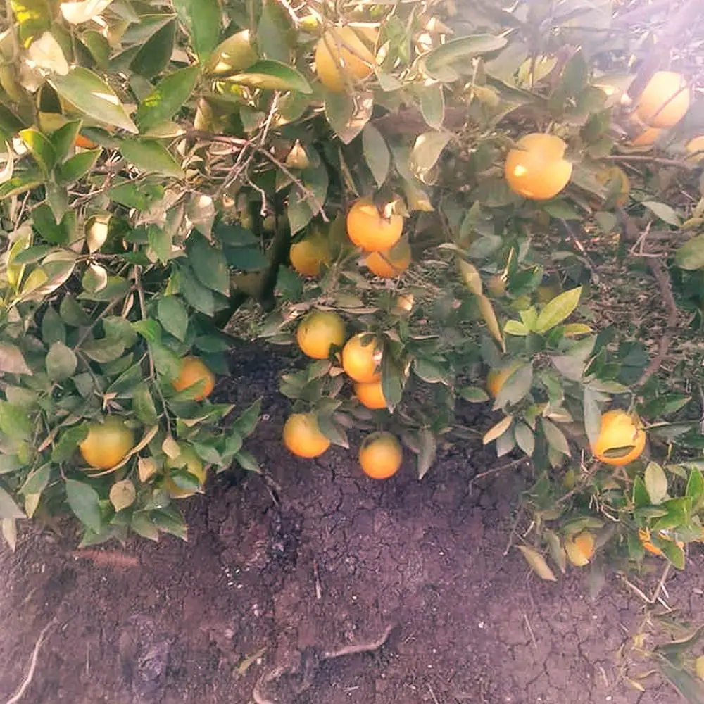 Fresh Juicy Oranges | Valencia and Navel | Egyptian Product