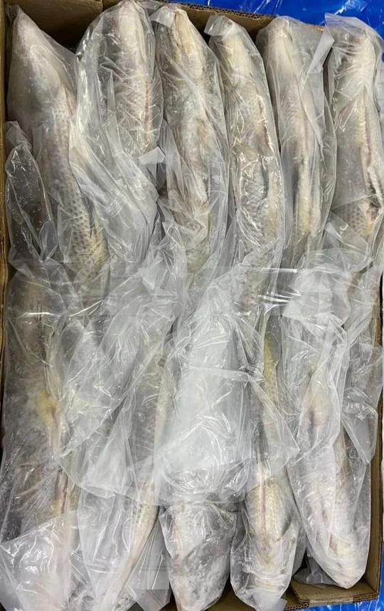 Оптовая цена замороженная императорская голова на нарезной шкале от морепродуктов в массовом количестве индийские экспортеры