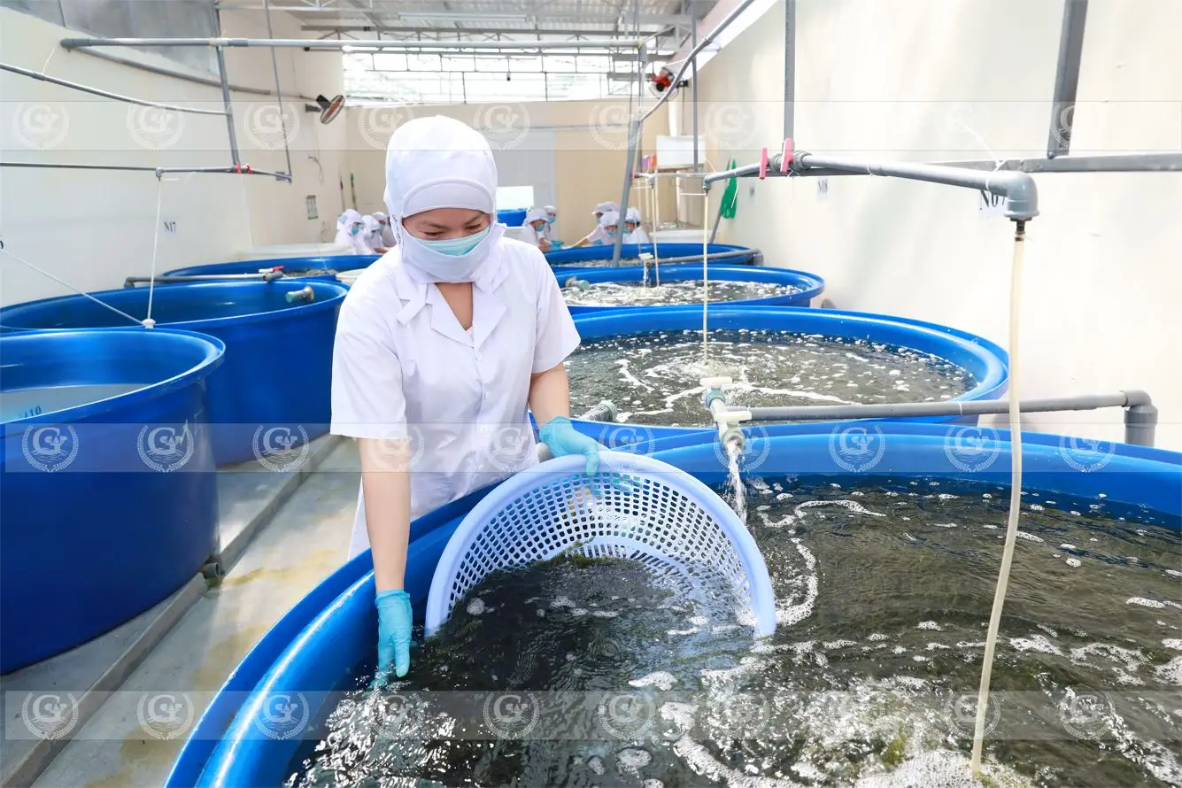 Сушеный соленый морской виноград с застежкой-молнией 100 г из Вьетнама морские водоросли umibudo lato зеленая Икра