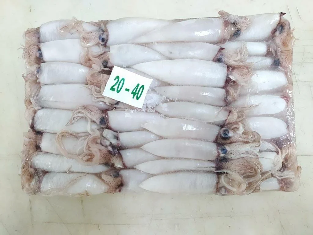 Высококачественный замороженный цельный очищенный кальмар из Индонезии со стандартной упаковкой, срок годности 24 месяца