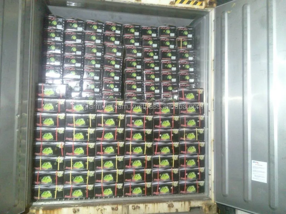 
Export good quality fresh green lime cheap price 