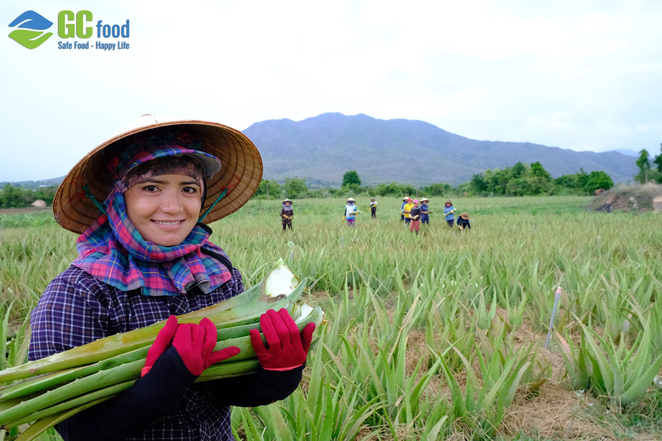 Кубик алоэ вера/кубики вера высокого качества от ведущего производителя из Вьетнама/Ms.Anna + 84 364930172