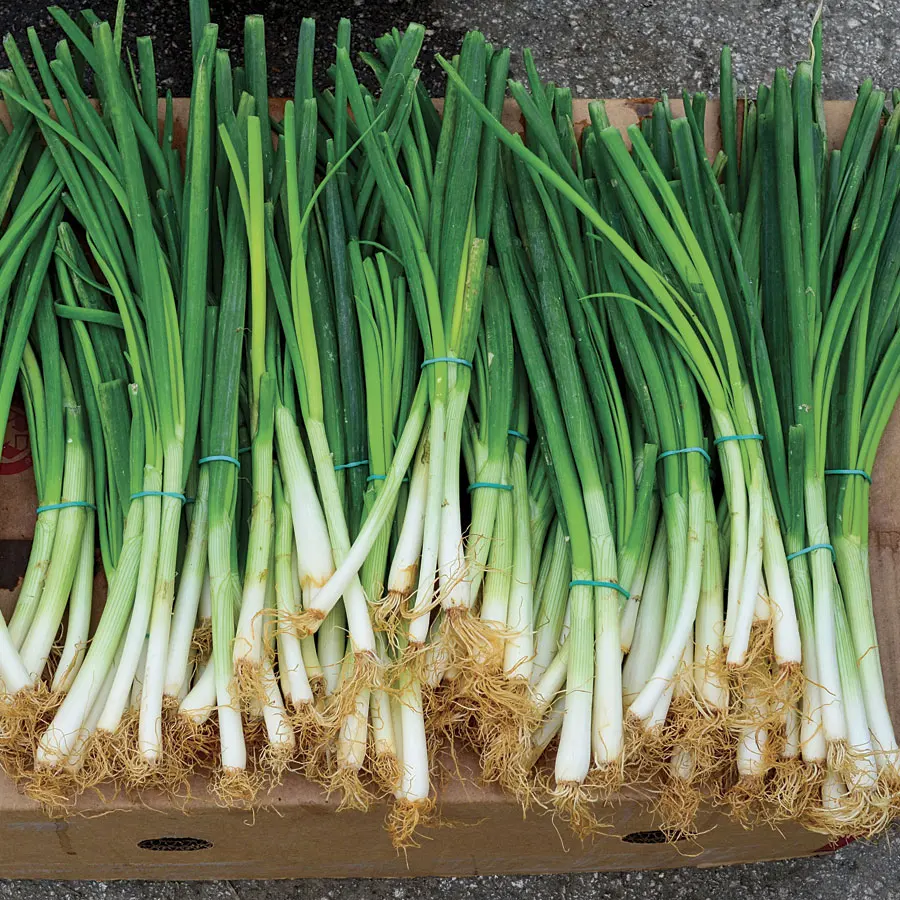 
Top Grade and Quality Fresh Scallion 