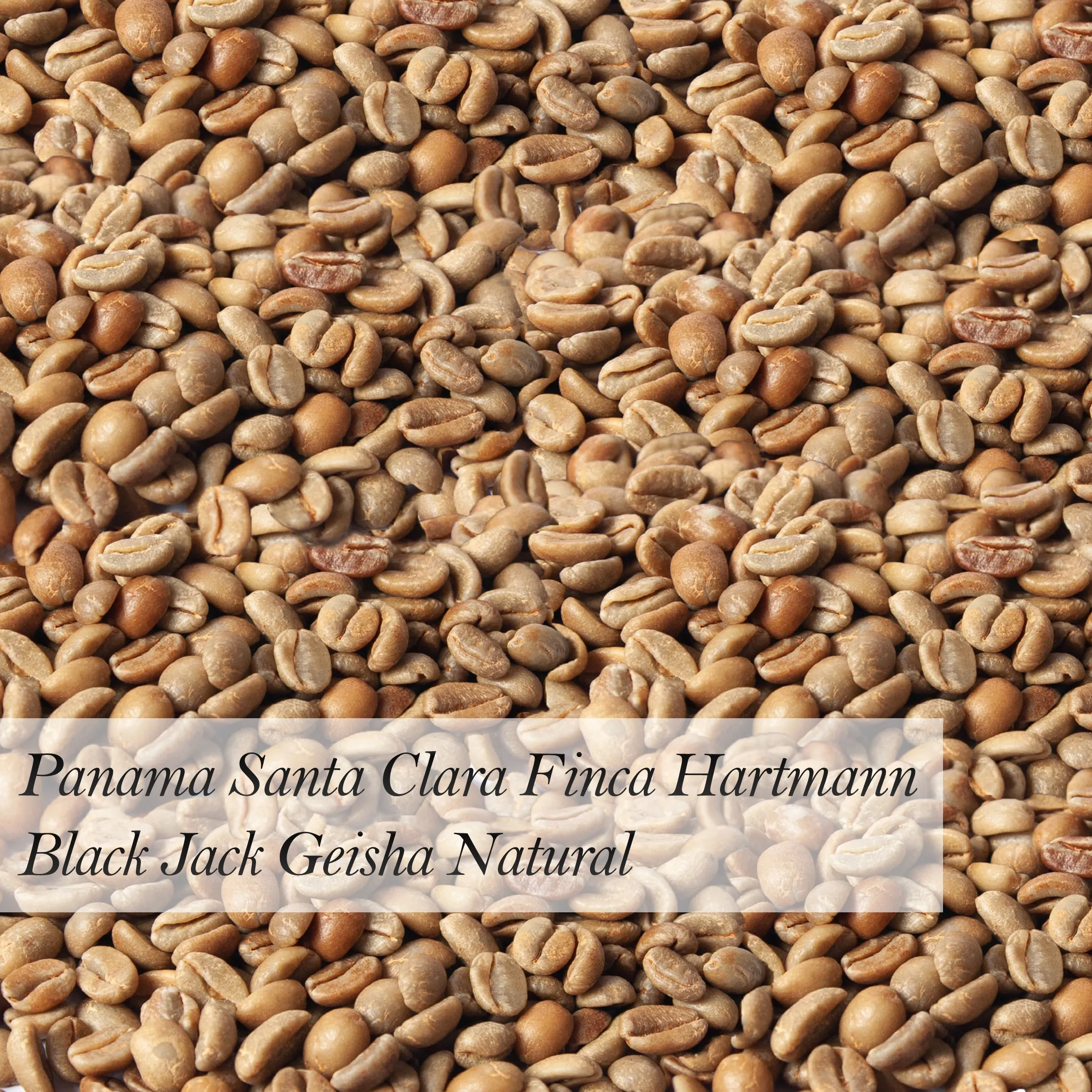 Санты Клара Финка Хартман Панама черный Джек гейши натуральные зеленые кофейные зерна оптом