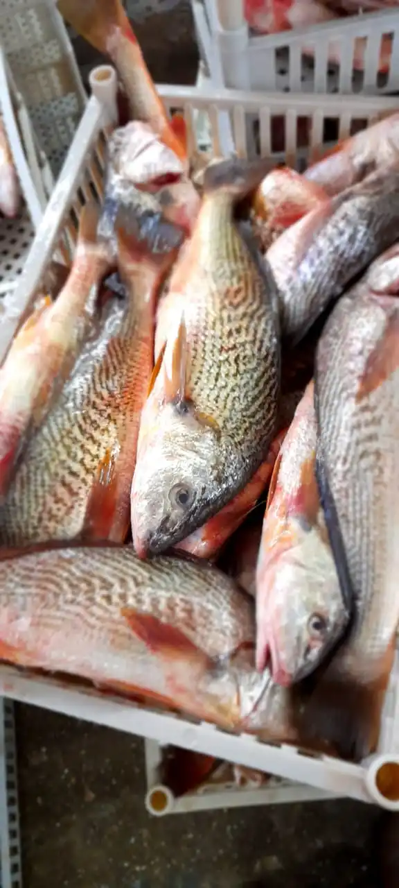 Замороженный желтый Крокер (MICROPOGONIAS FURNIER) поставка рыбы оптом