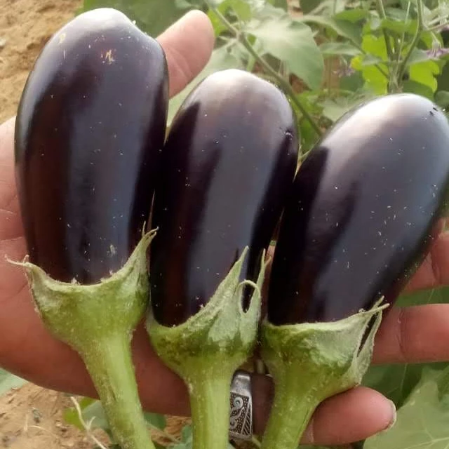 Fresh White Eggplant Fresh Black Eggplant Fresh Vegetables