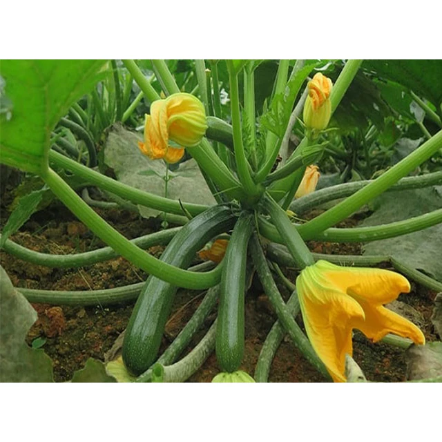 Baby Courgette/ Baby Zucchini100% Pure Natural - Export