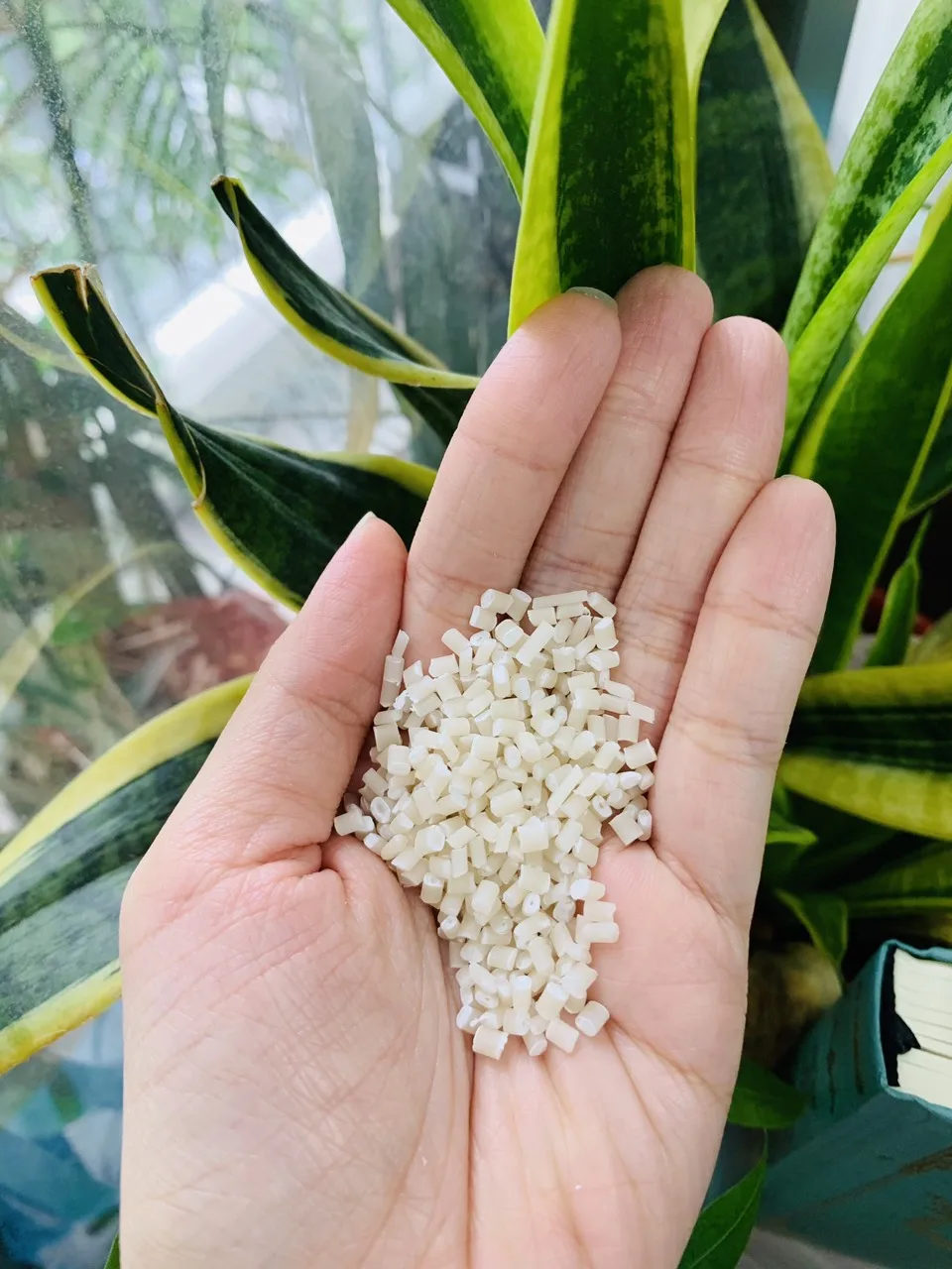 BIODEGRADABLE // BIO-BASED // BIO-RESIN FROM TAPIOCA FOR BIO BAGS MAKING WITH NEW TECHNOLOGY