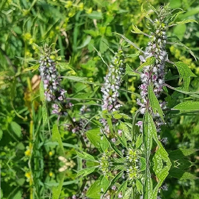 Motherwort root from Russia organic acids aroma quality organic healthy freshness wholesale price